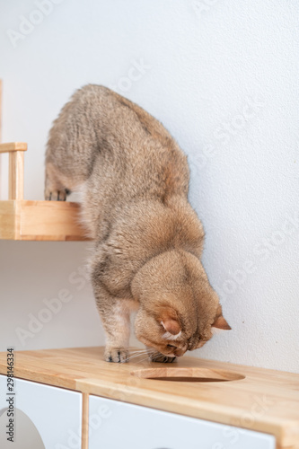 Fototapeta Naklejka Na Ścianę i Meble -  Cute British Longhair cat