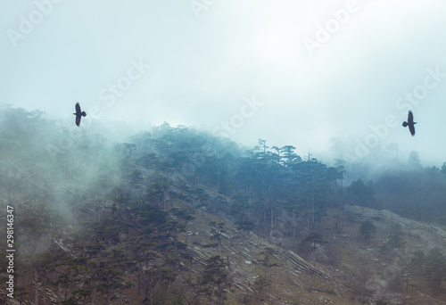 Tall pines growing in the mountains during the fog and two ravens flying in different directions. Crimean mountains.