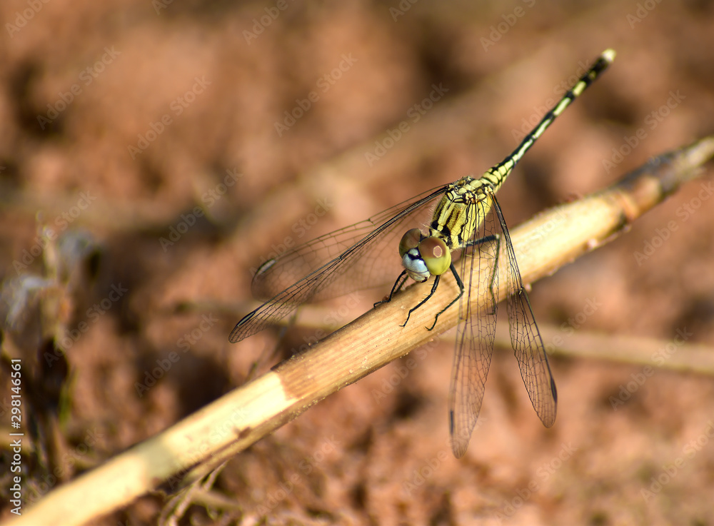Macro photos of dragonflies perched on dry grass Macro photos of dragonflies perched on dry grass