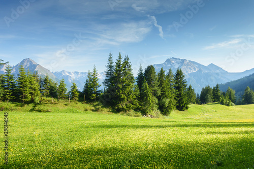 Bergblumenwiese an einem Waldrand im Zillertal in Tirol