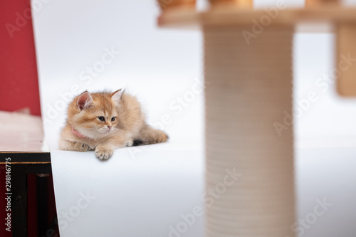 Cute British Longhair cat