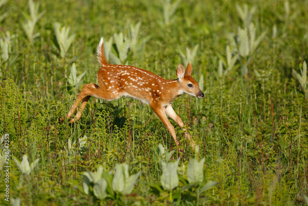 White-tailed Deer Fawn White-tailed Deer Fawn