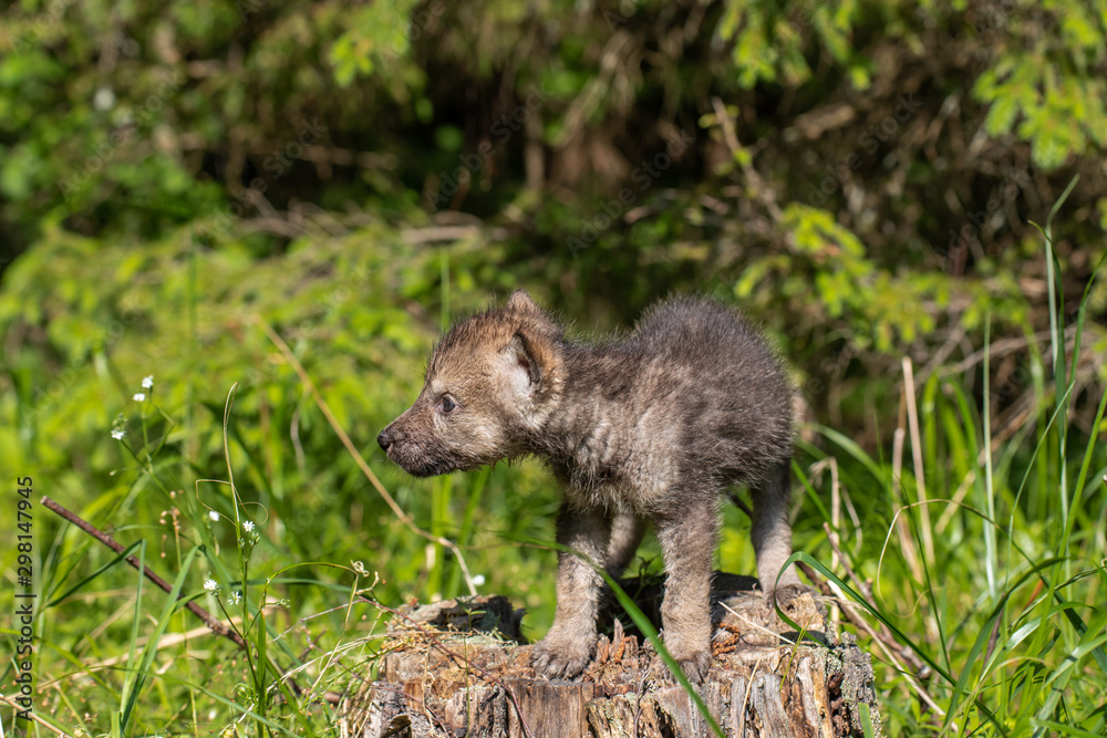 One month old wolf cub