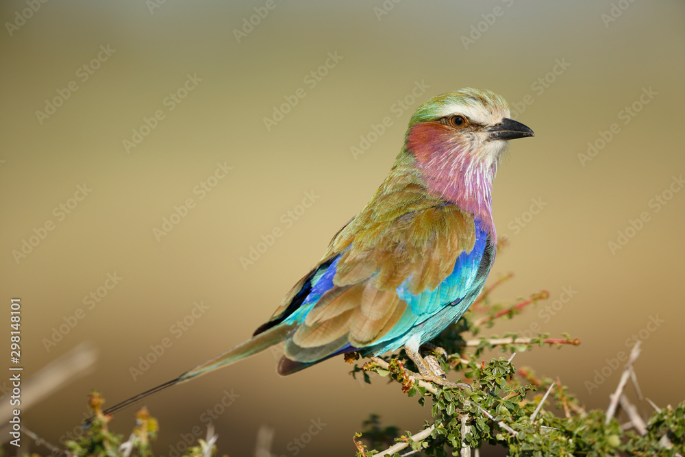 Lilac-breasted Roller Lilac-breasted Roller
