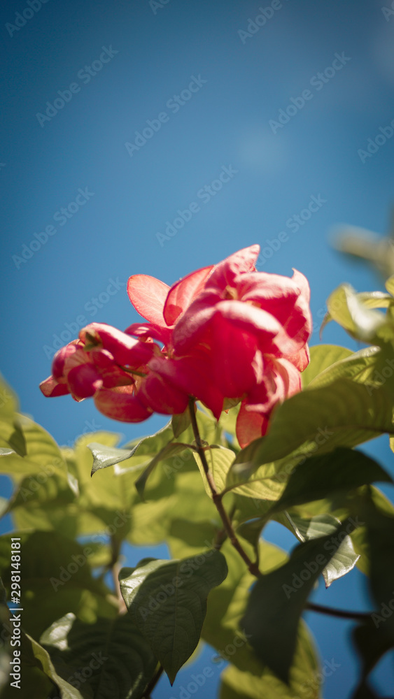 Obraz premium pink rose on blue sky