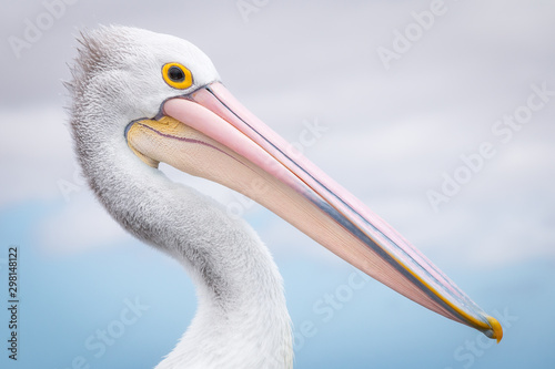Close up of pelican
