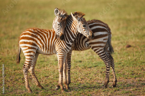 Zebra Foals photo