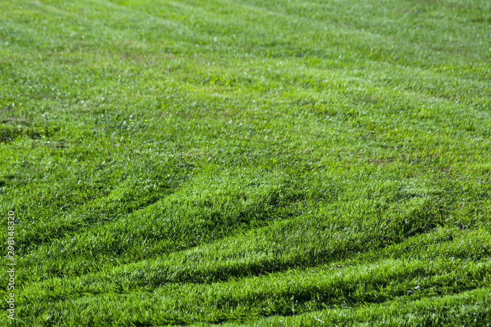 Green grass meadow background  shot.