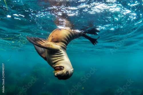 Sea lion playing in sea photo