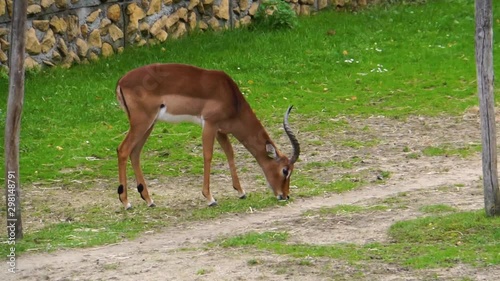 brown screwhorn antelope grazing in the pasture, critically endangered animal specie from Africa