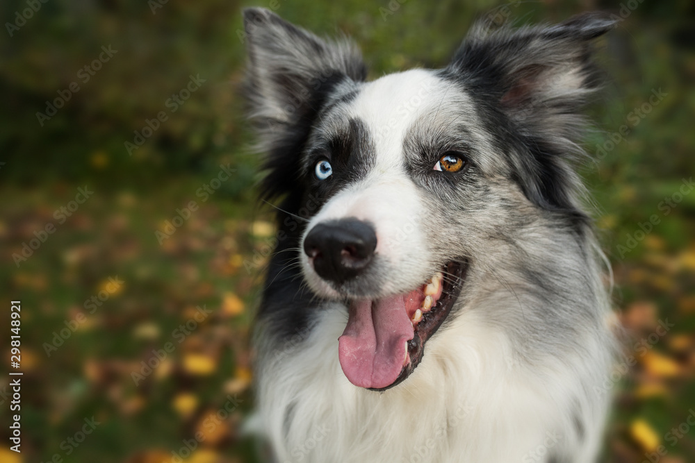 Happy border collie dog in autumn landscape