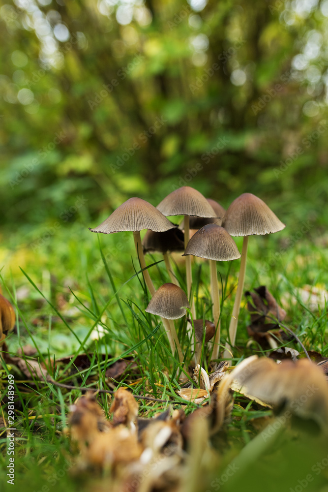Little mushrooms in a garden meadow Little mushrooms in a garden meadow