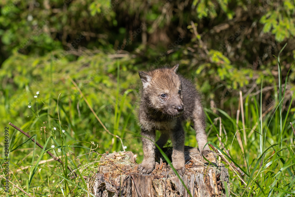 One month old wolf cub One month old wolf cub