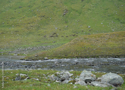Lapland glacial river with herd of northern reindeer grazing on rocky green hill slope.