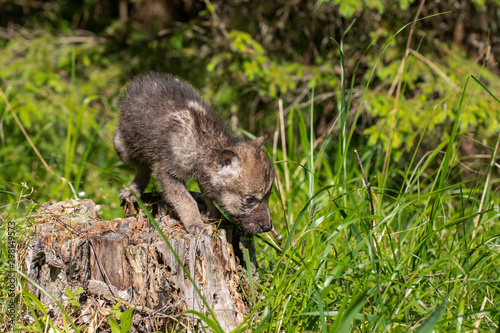 One month old wolf cub © Alexey Osokin