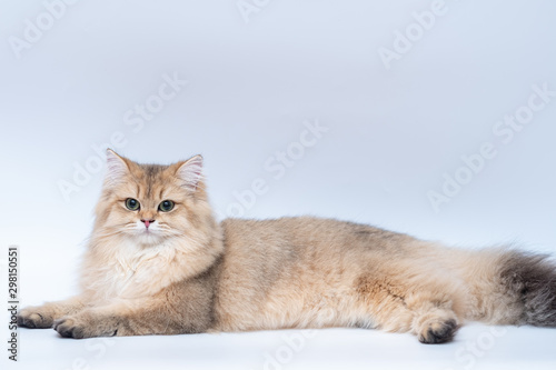 Cute British Longhair cat © panyawatt