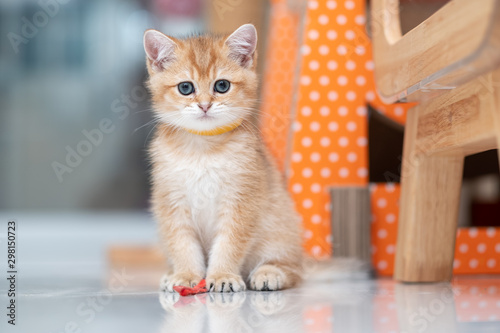 Cute British Longhair cat