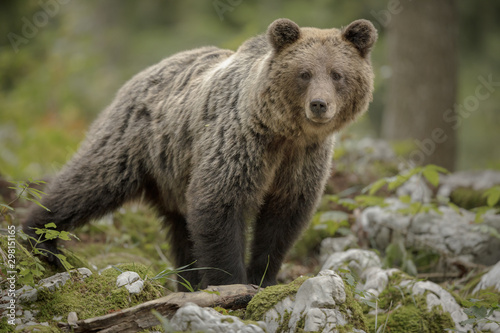 European brown bear © Natureimmortal