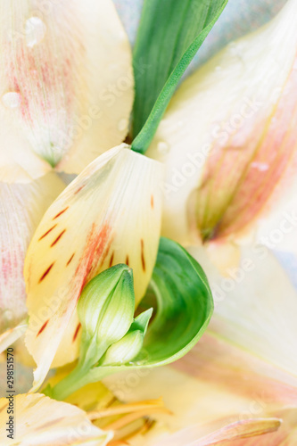 Yellow and peach petals and closed green bud of peruvian lilies close up photo