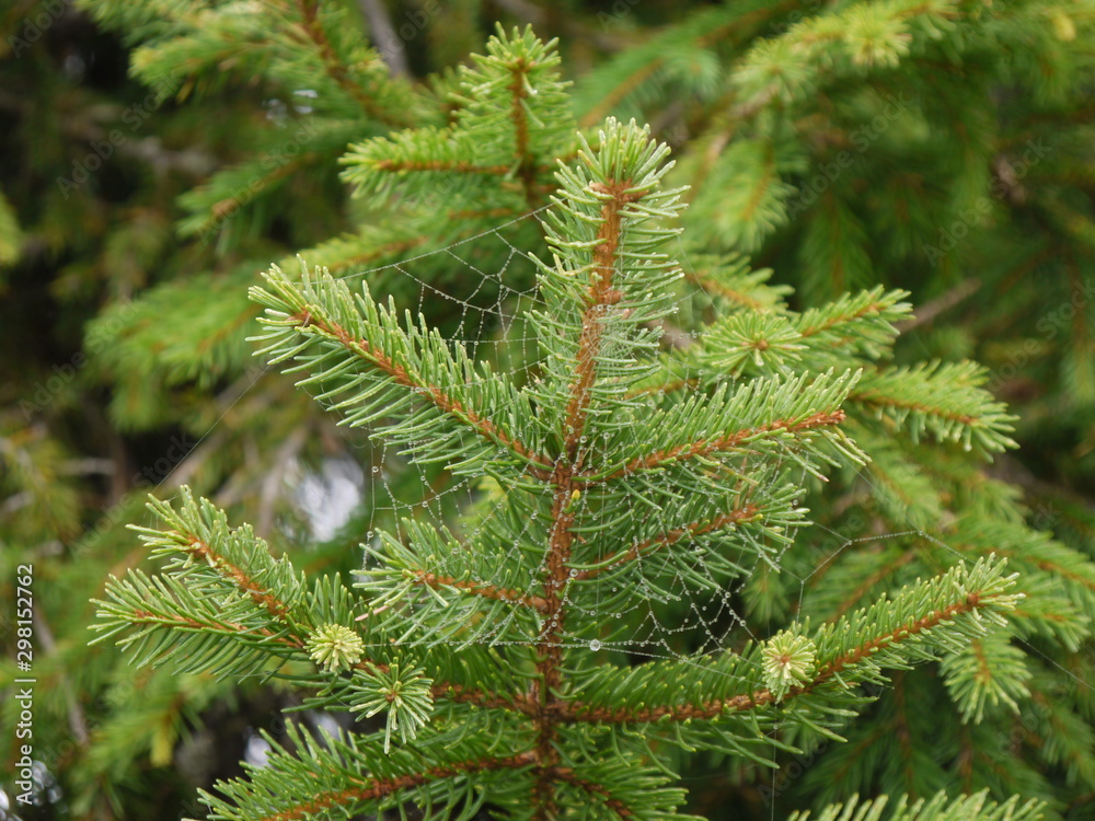 Der Waldspaziergang Der Waldspaziergang