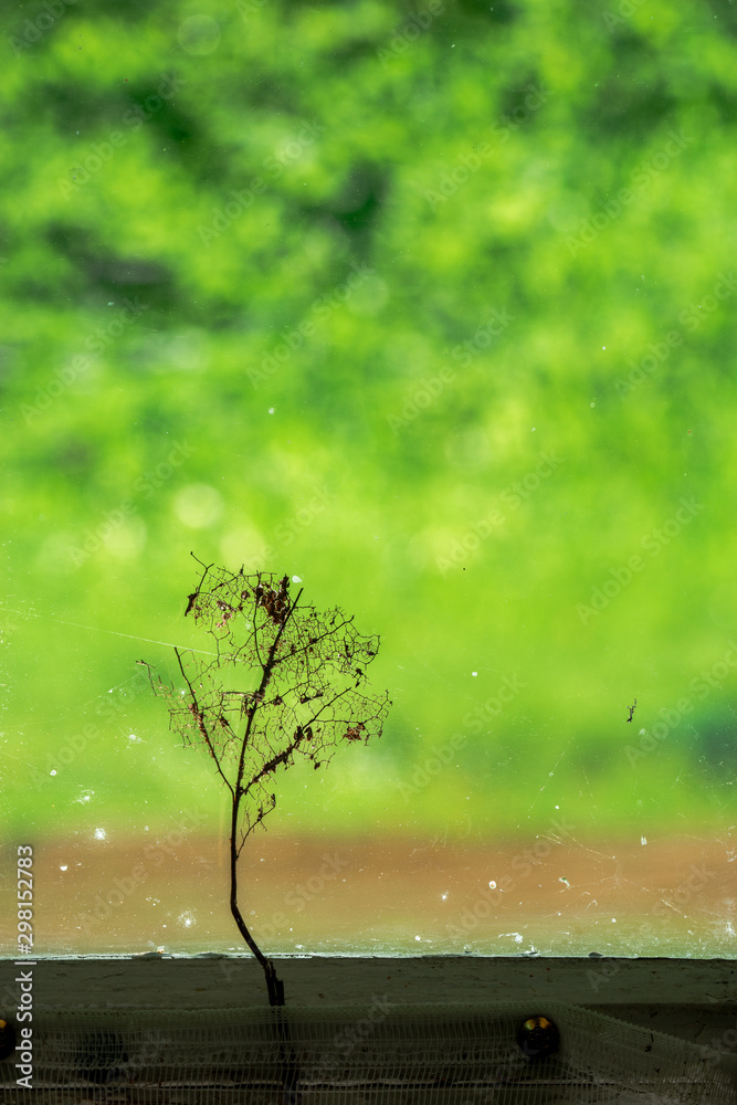 Macerated decomposed leaf of wood against dirty window glass from inside. Outside the window, as a contrast, the lush summer greenery. With copy space for text.