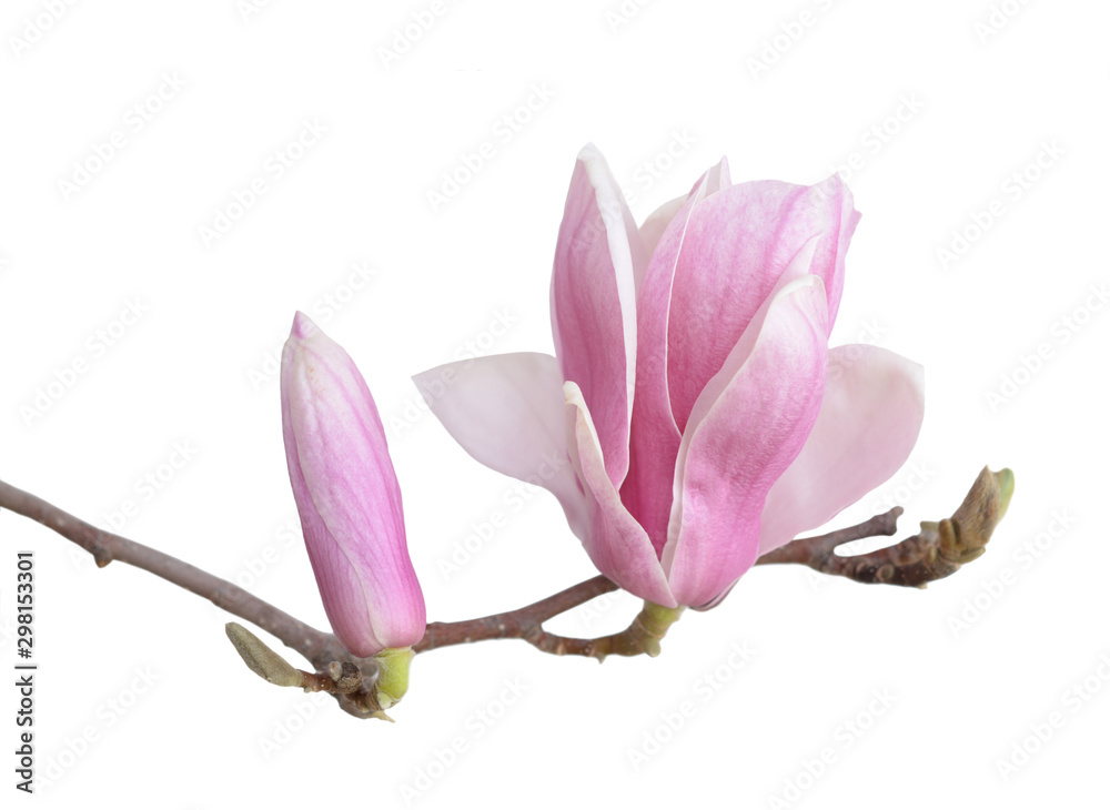 Beutiful pink magnolia flower