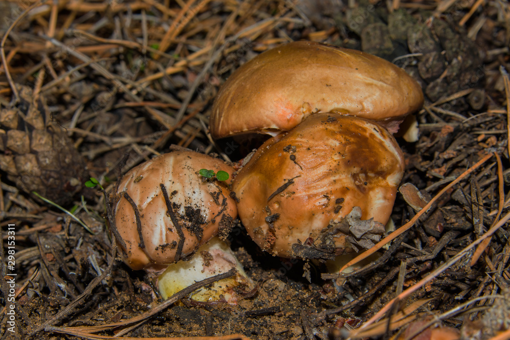 Mushrooms Suillus luteus growth in the pine forest. Mushrooms closeup. Soft selective focus. Mushrooms Suillus luteus growth in the pine forest. Mushrooms closeup. Soft selective focus.