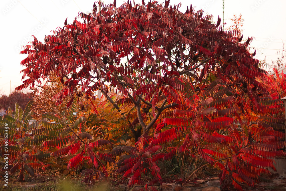 autumn texture of leaves and branches autumn texture of leaves and branches