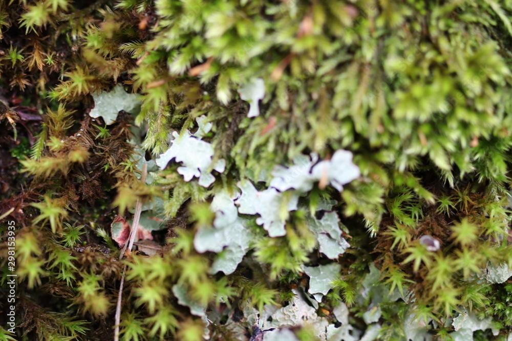 Texture macrophotographie lichen et mousse Texture macrophotographie lichen et mousse