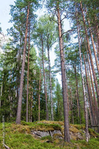 Forest of the Pyha-Hakki national park, Finland