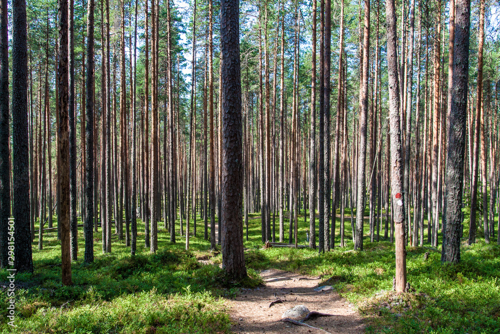 Fototapeta premium Forest of the Pyha-Hakki national park, Finland