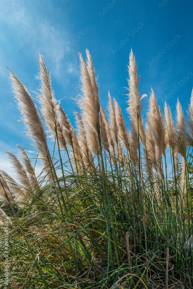Fototapeta premium Tall Pampas grasses