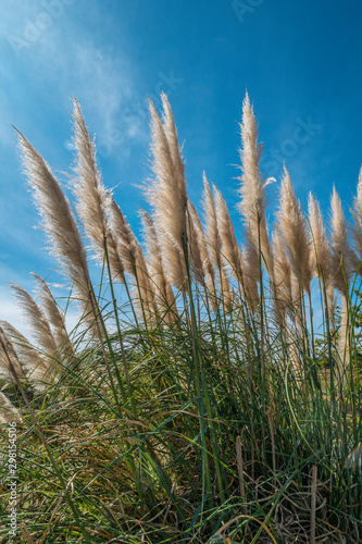 Tall Pampas grasses