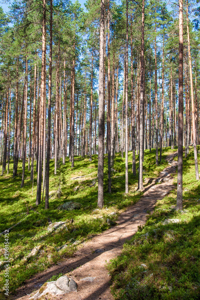 Obraz premium Forest of the Pyha-Hakki national park, Finland