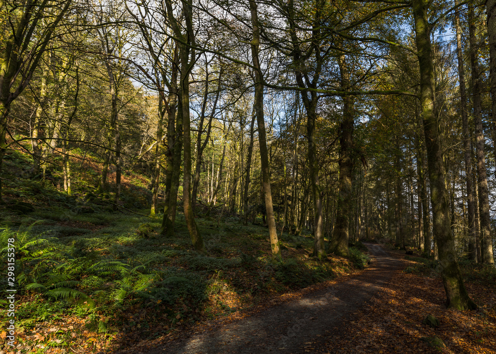 A curved pathway captured as a multi image panorama seen through the fallen leaves under trees in the Lake District.