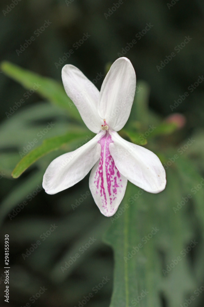Pseuderanthemum longifolium flower Pseuderanthemum longifolium flower