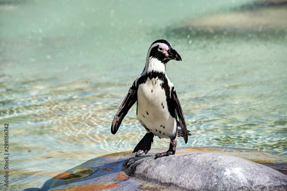 Obraz premium Pinguin Portrait