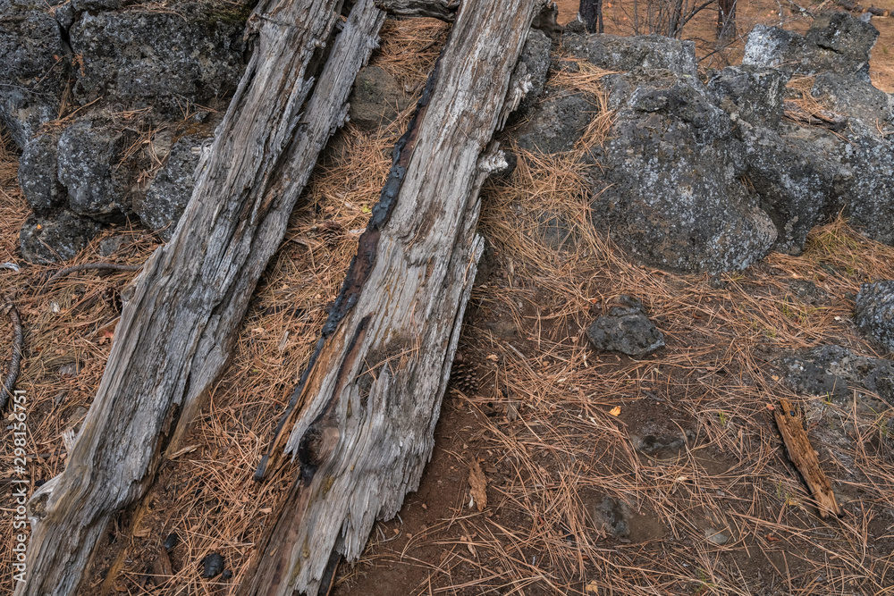 Fototapeta premium trunk of a tree
