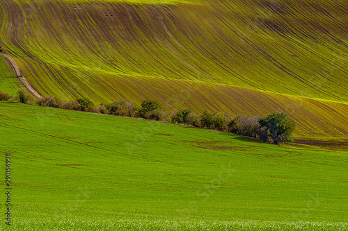 tree in the field southern Moravia Moravian Tuscany