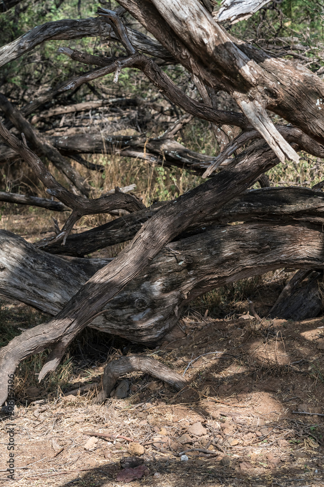 forest branches and dirt