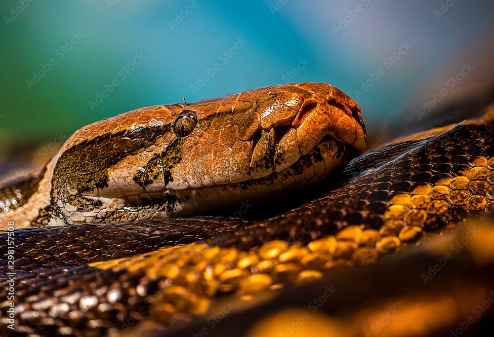 Fototapeta premium snake on black background