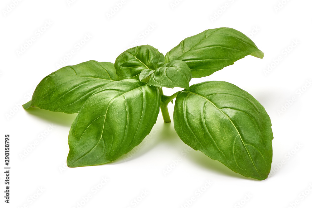 Fresh organic Basil Leaves, isolated on white background Fresh organic Basil Leaves, isolated on white background
