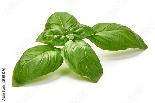 Fresh Green Basil Leaf, isolated on white background