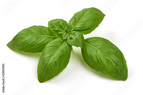 Fresh Green Basil Leaf, isolated on white background