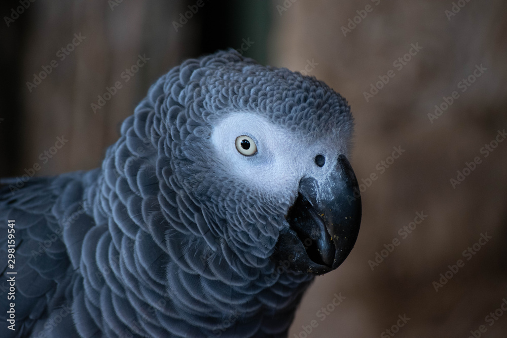 Fototapeta premium Close up of a bird