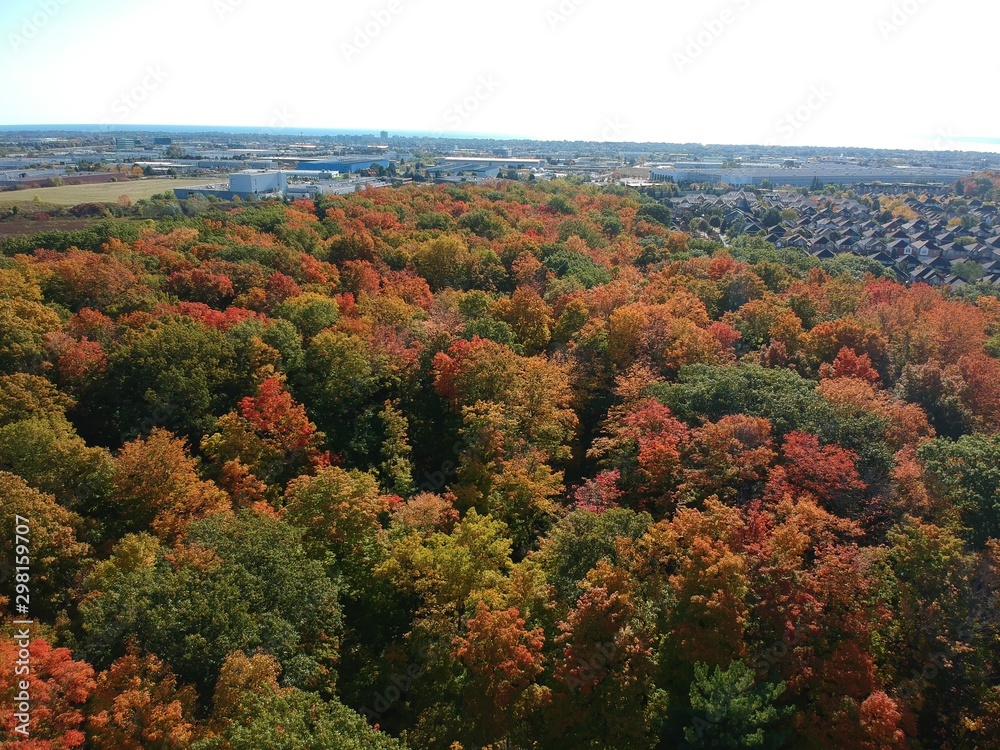 Aerial of a fall forest