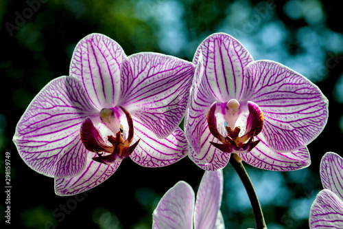 Orchidee