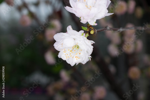 Close up of Flower