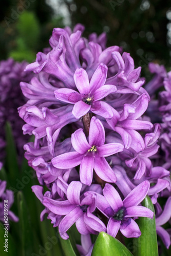 Close up of Flower