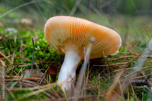 A poisonous fungus growing on the forest litter in the autumn, visible lamellae of the fungus.